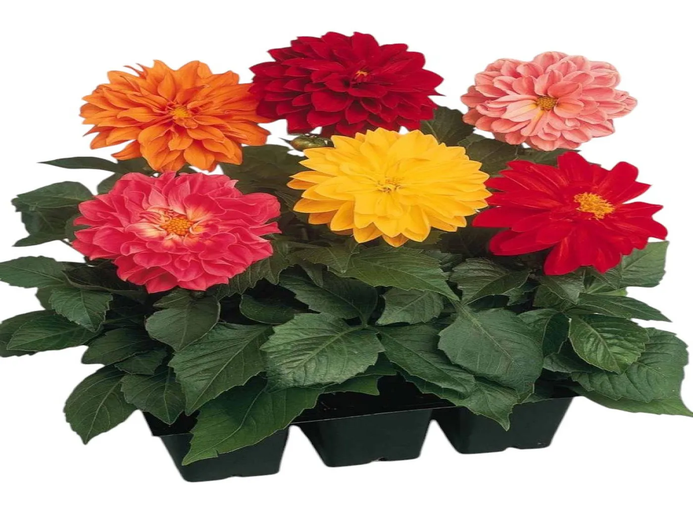 Yıldız (Dahlia)