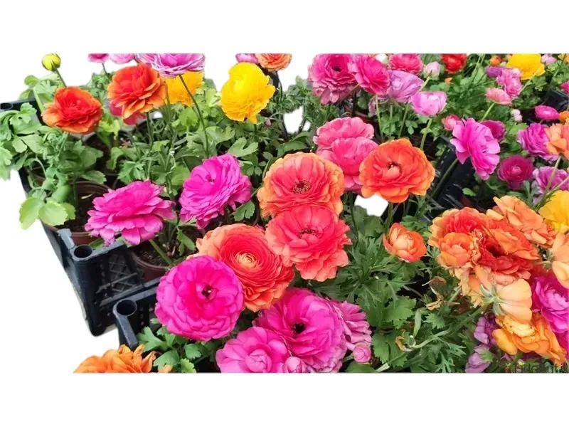 Şakayık (Paeonia)