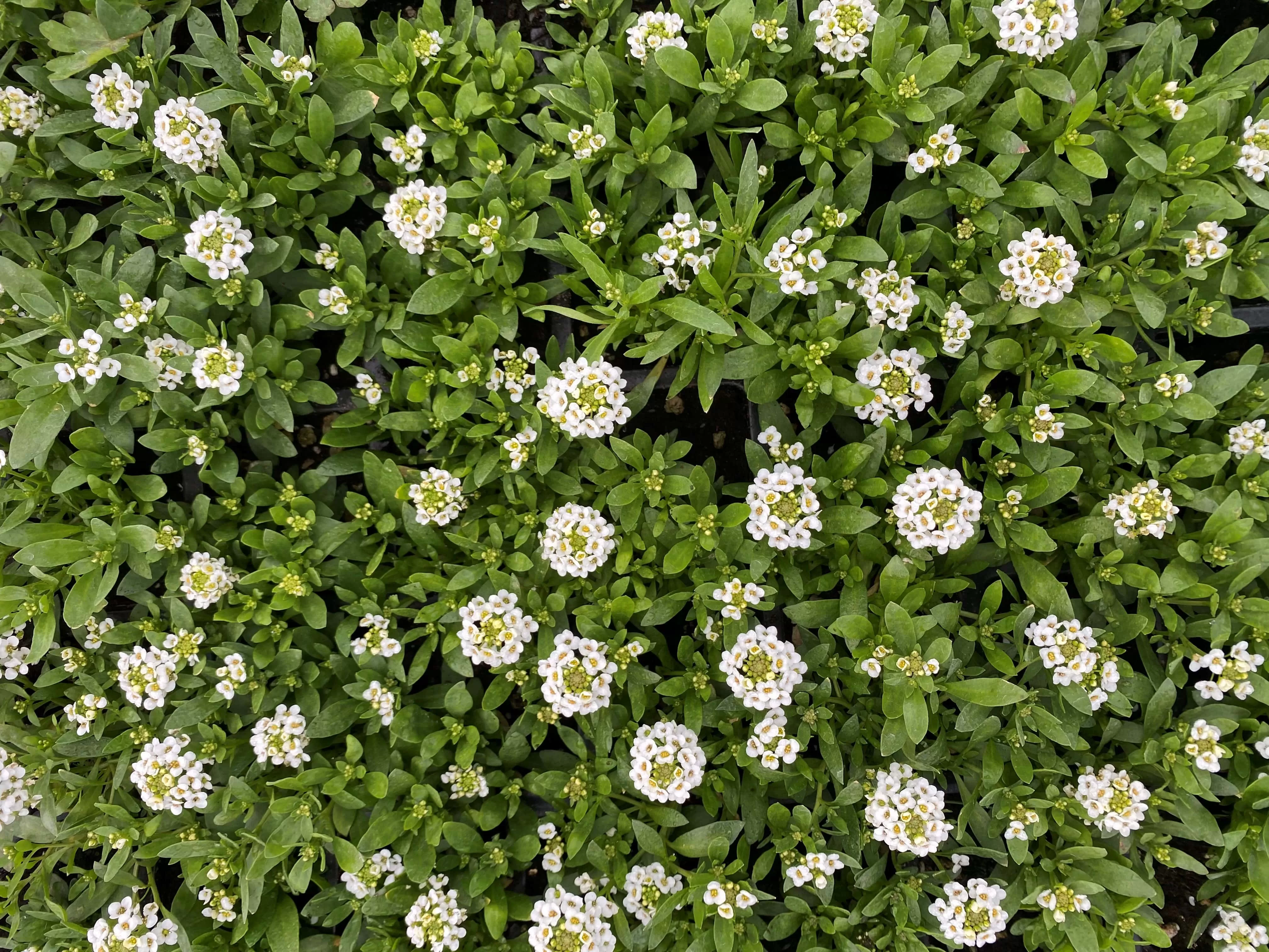 Kuduzotu (Alyssum)