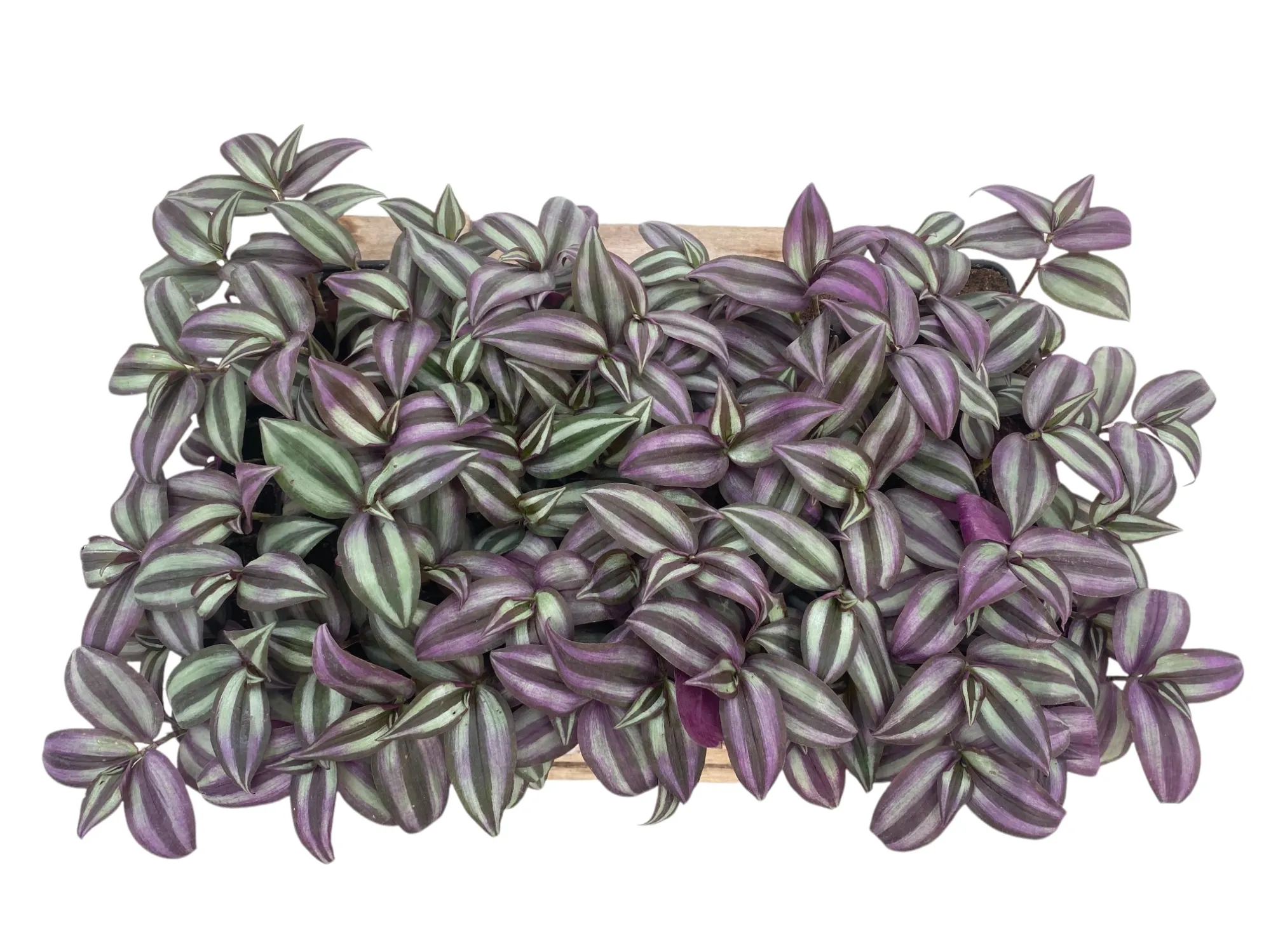 Telgraf (Tradescantia Zebrina)