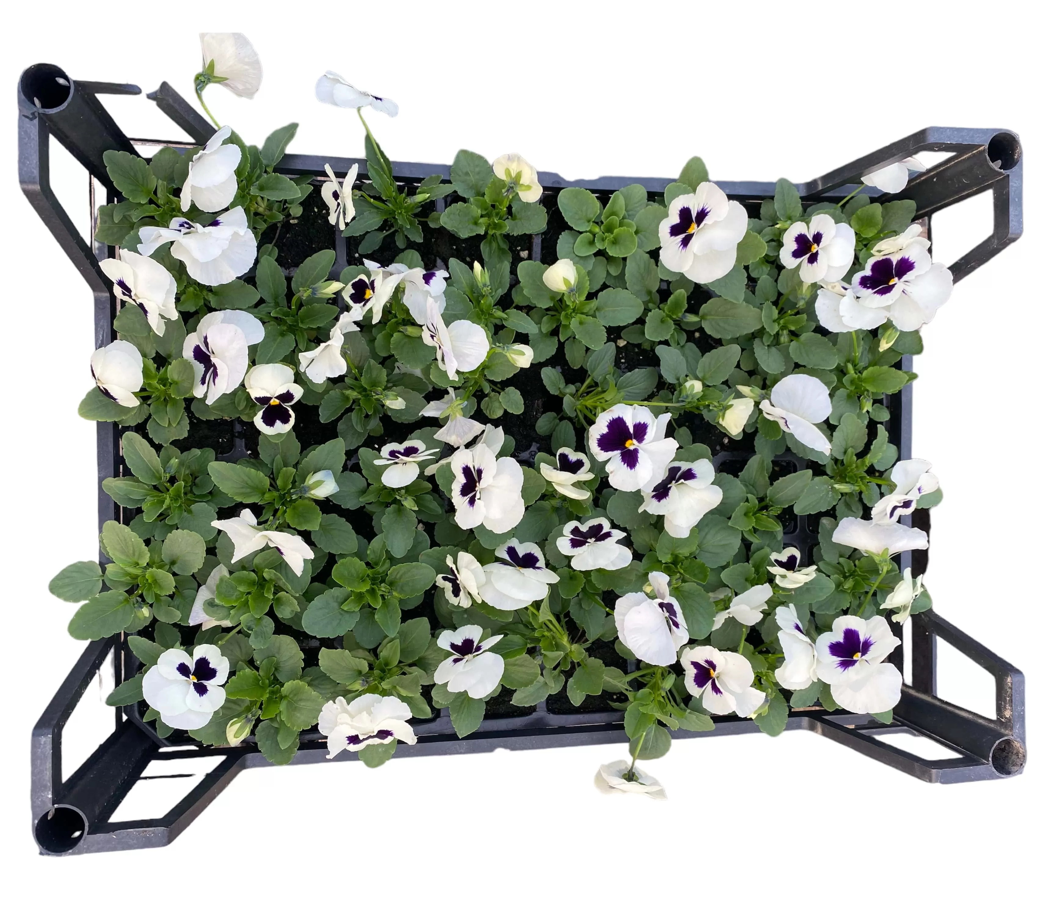 Hercai Menekşe (Viola Tricolar)