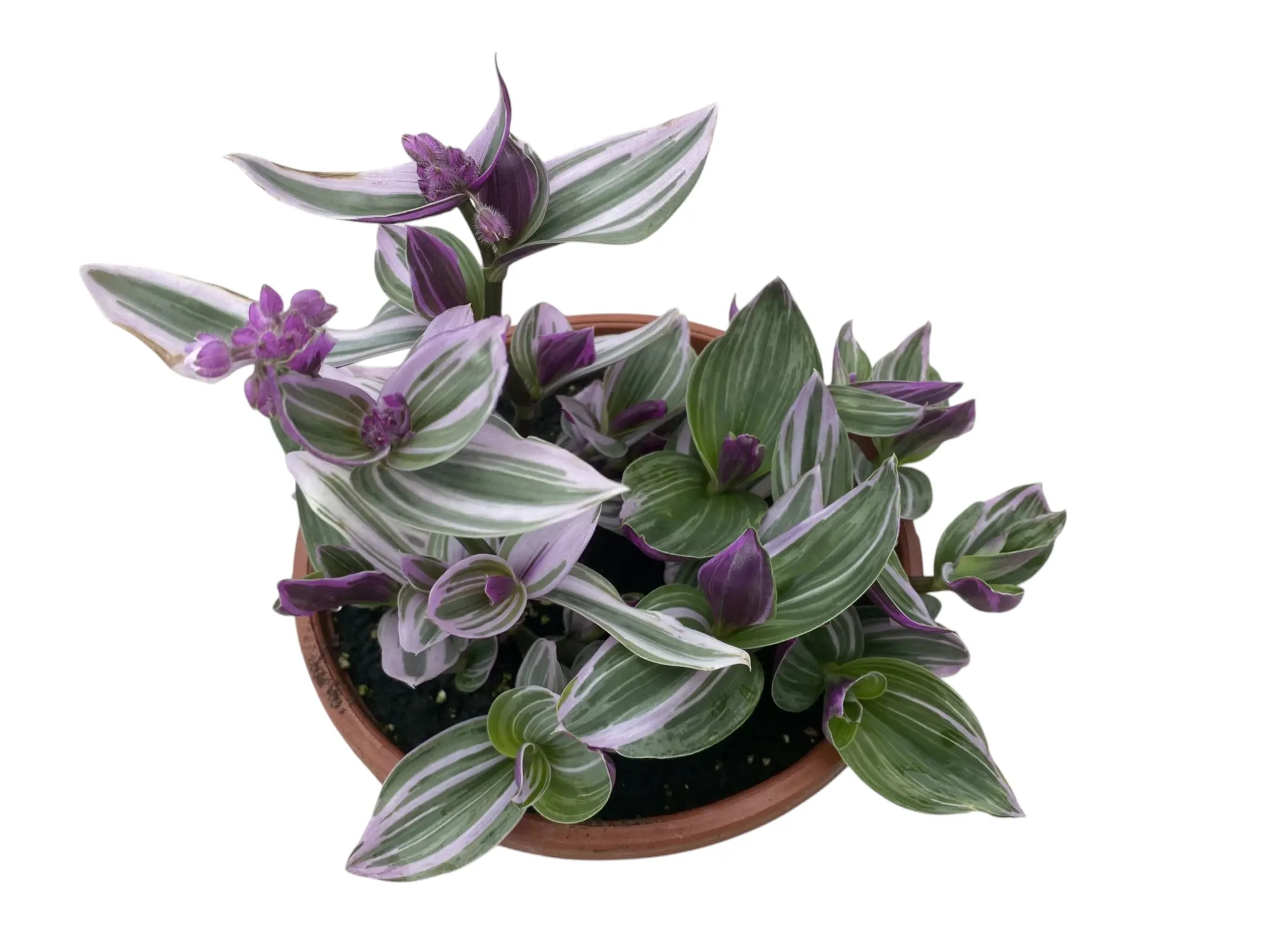 Telgraf (Tradescantia Zebrina)