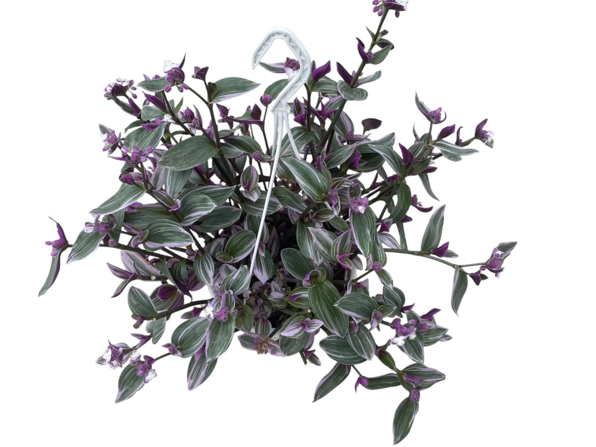 Telgraf (Tradescantia Zebrina)