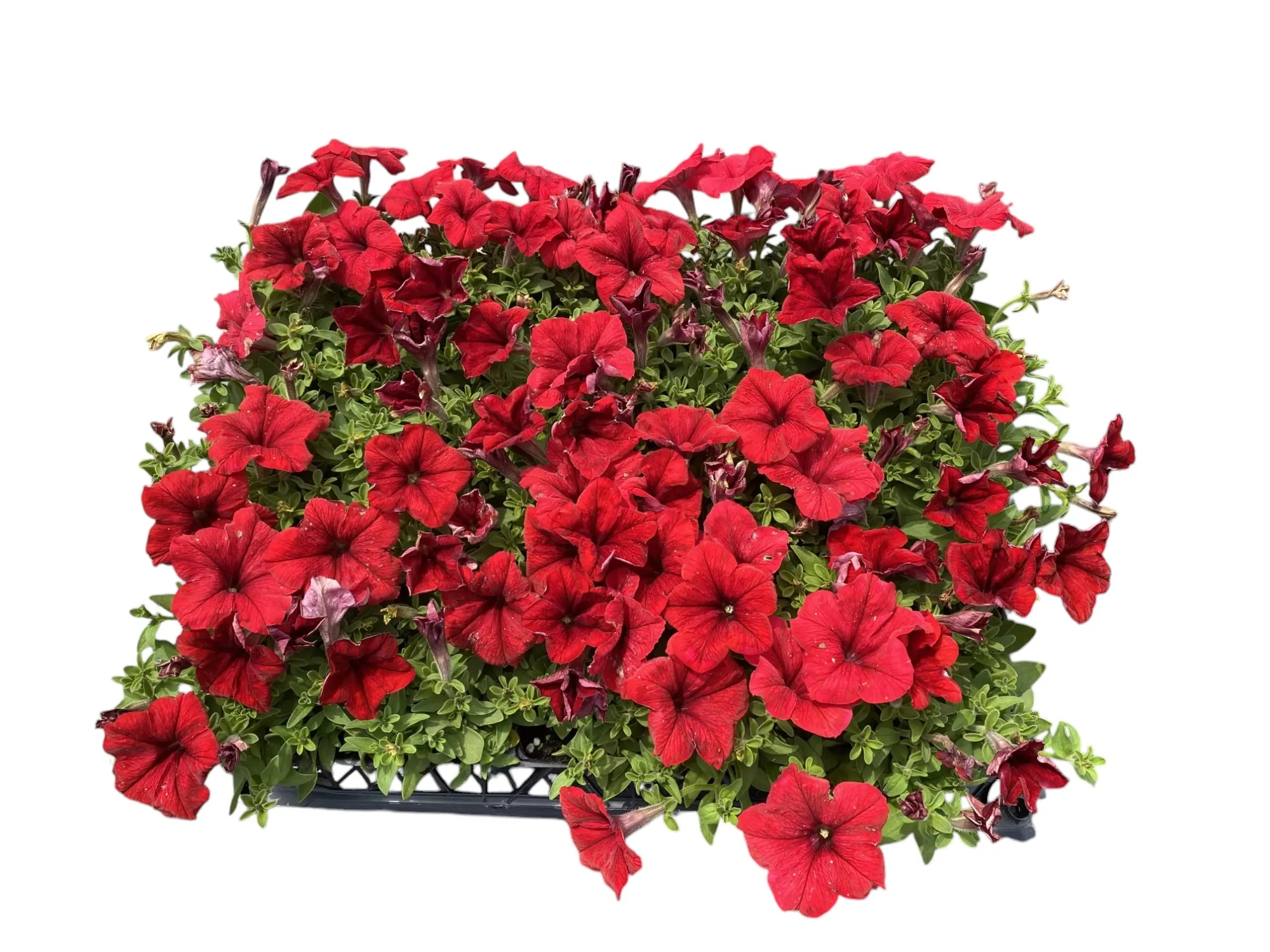 Petunya (Petunia Hybrida)