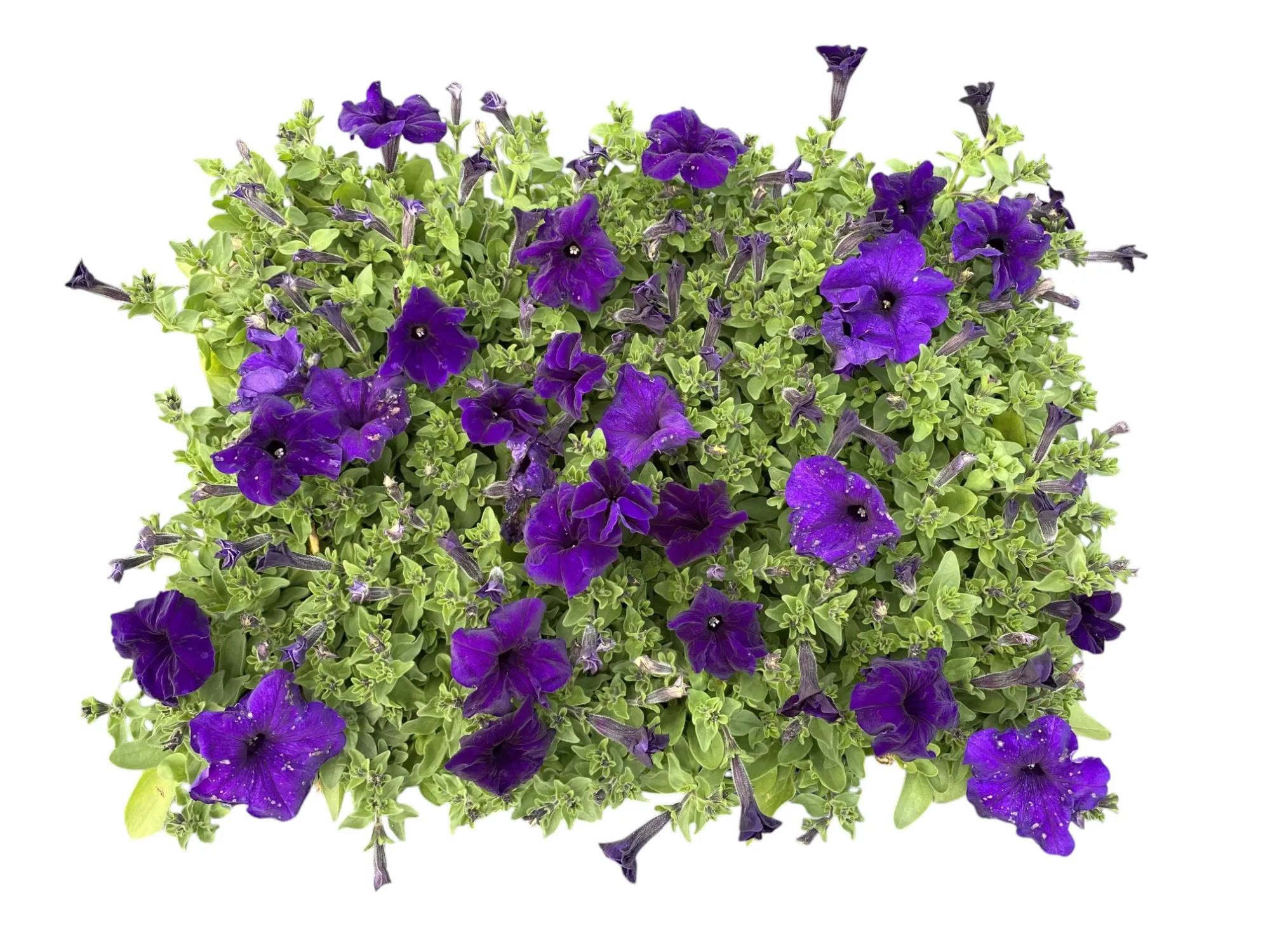 Petunya (Petunia Hybrida)