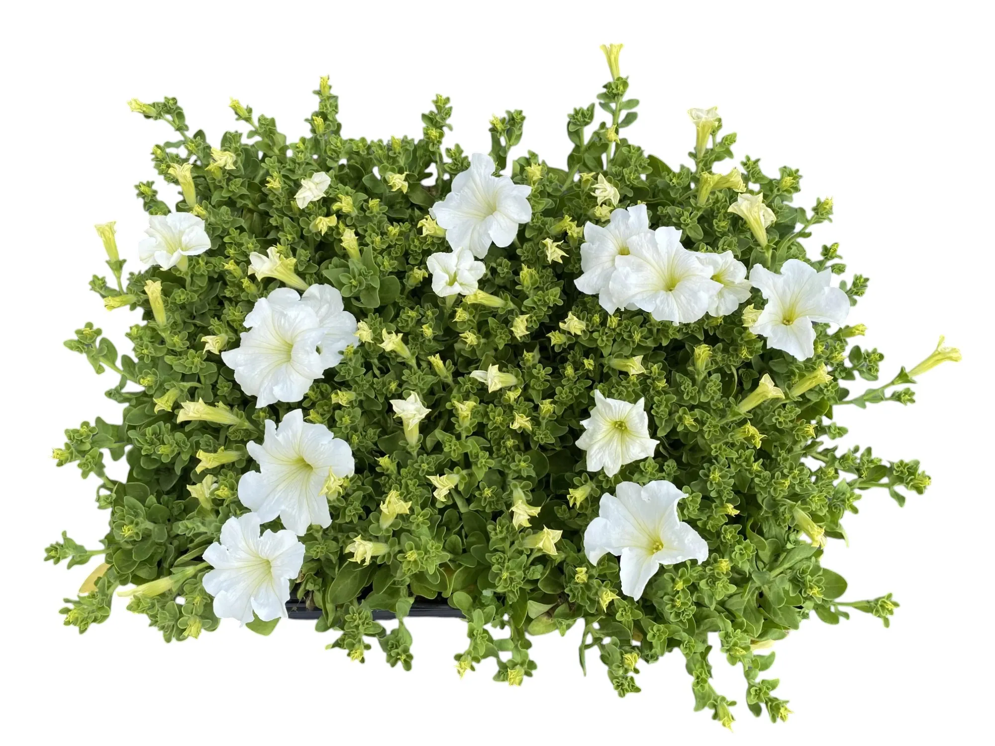 Petunya (Petunia Hybrida)