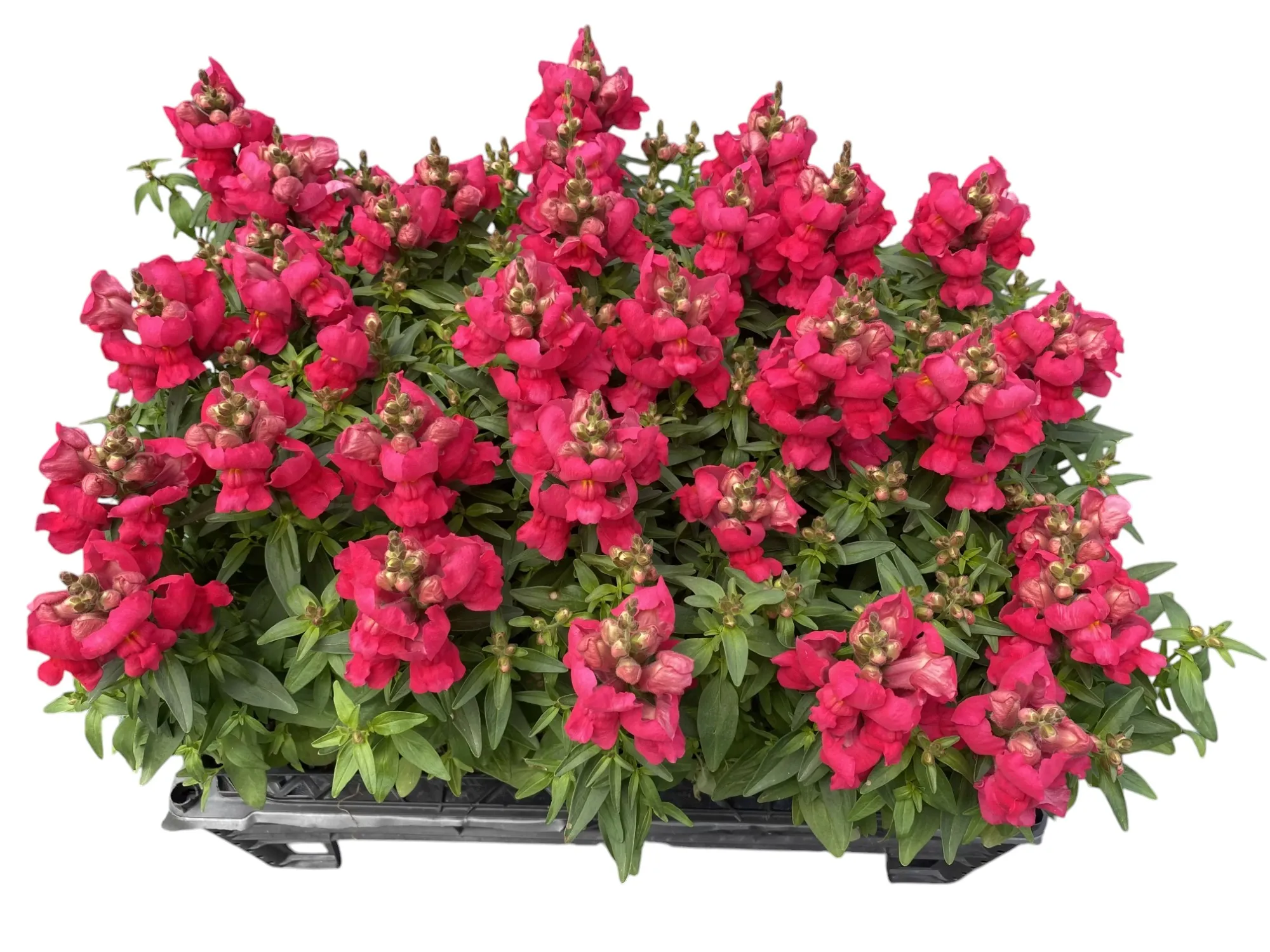 Aslan Ağzı (Antirrhinum majus)