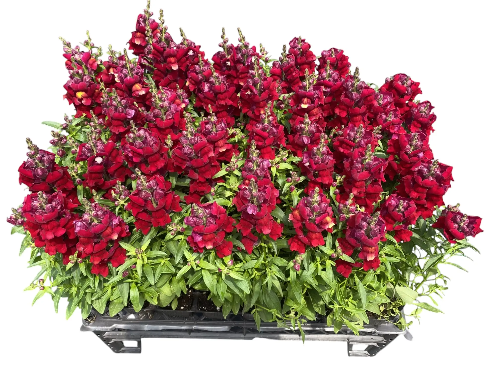 Aslan Ağzı (Antirrhinum majus)