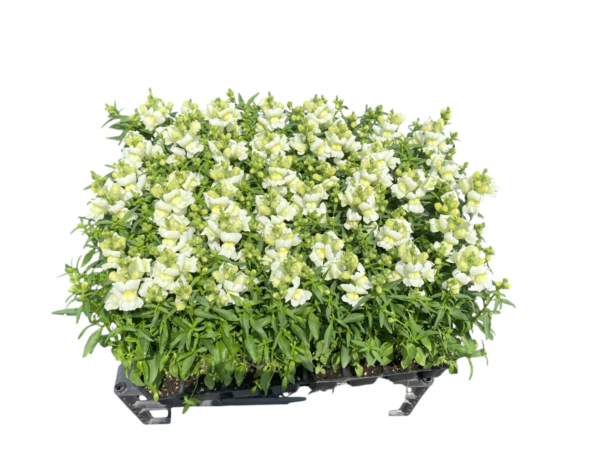 Aslan Ağzı (Antirrhinum majus)