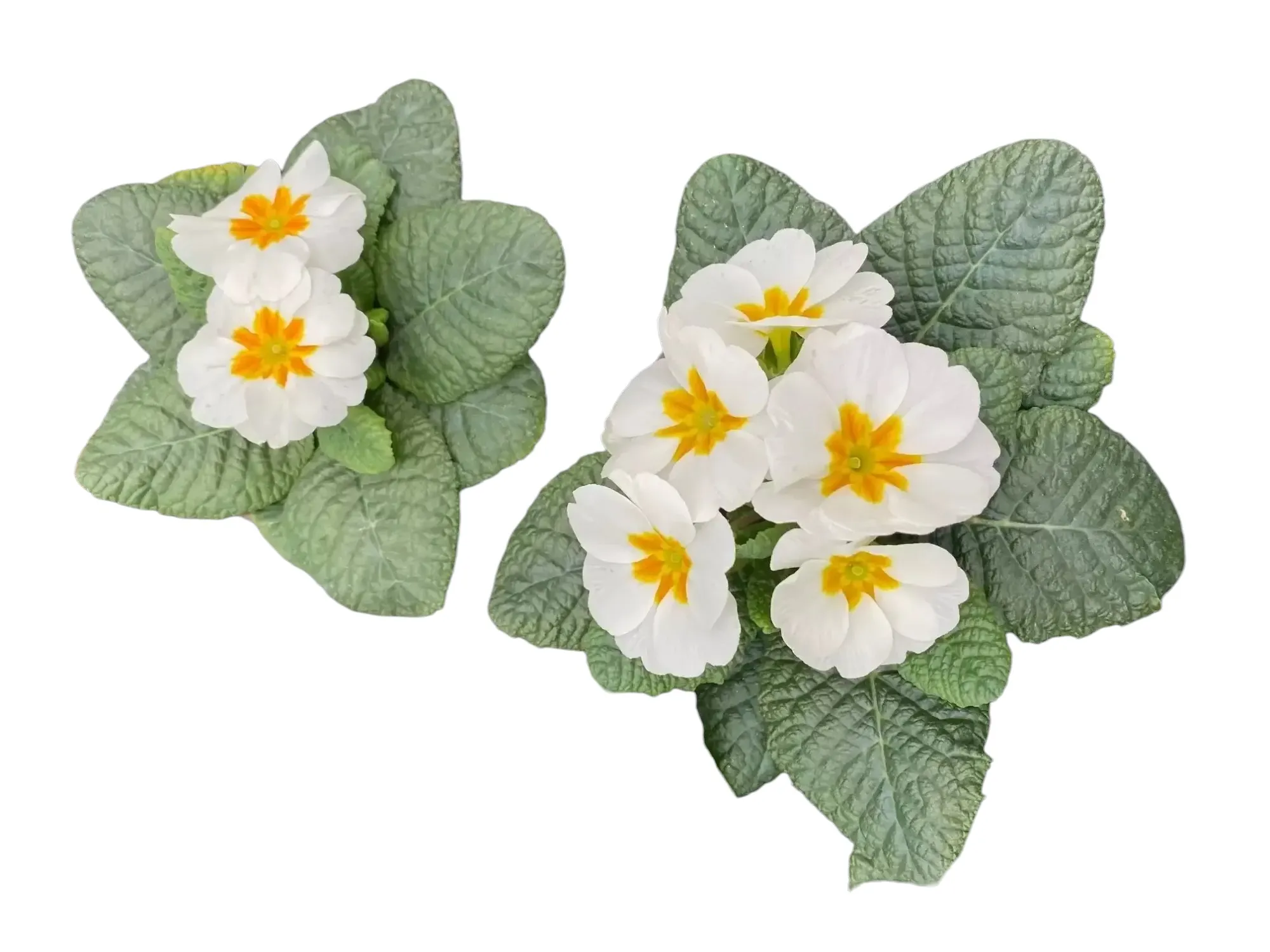 Çuha (Primrose)