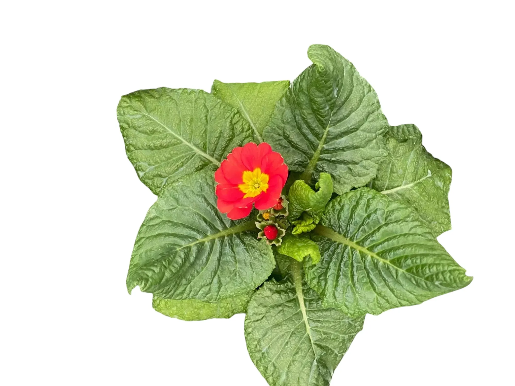 Çuha (Primrose)